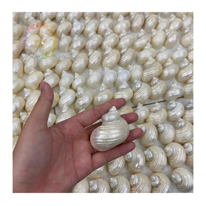 Coquillages en vrac Turbo Burgess (4-6cm) -Naturels et élégants pour les projets de bricolage et la décoration intérieure - Product Image 2