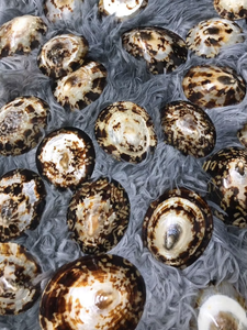 Limpet Shell Convient aux designers de décoration Home Accessory Brands Ocean Style Crafts and Gift Collections - Product Image 4