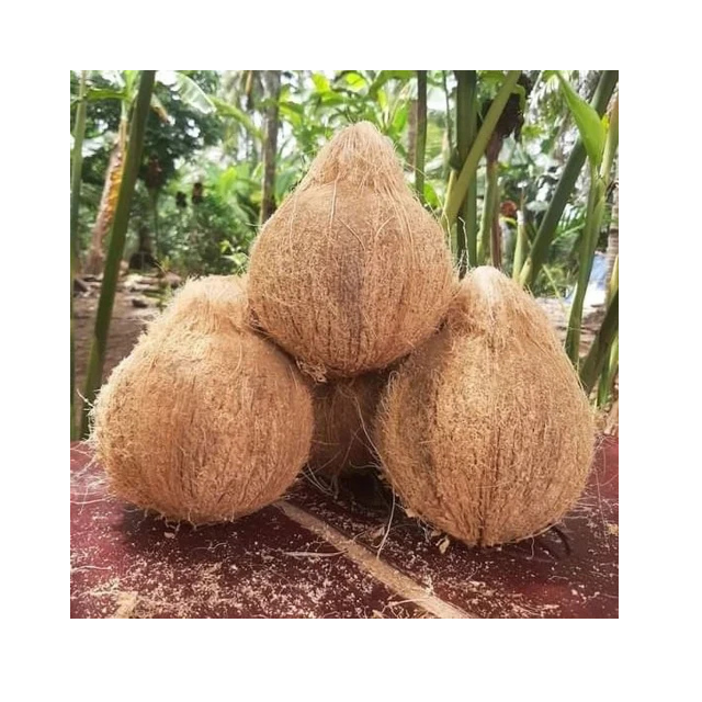 Long Lasting Mature Coconut Fresh and Clean Semi Husked Type for Export Good Water Content and Best Use for Culinary Purposes