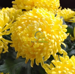 Premium Vietnamese Dried Chrysanthemum <b>Flowers</b> - Natural Floral Tea Ingredient - Product Image 3