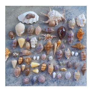 ARTÍCULOS DE DECORACIÓN SEASHELL HECHOS A MANO-VIETNAM SOUVENIRS SEASHELL DE ALTA CALIDAD CON MATERIAL PREMIUM RECOGER DIRECTAMENTE DE KHANH HOA - Product Image 4