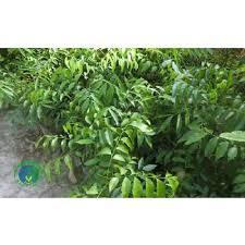 Feuilles de Clausena Indica congelées 100% naturelles pour la cuisine, fournisseur vietnamien - Product Image 5