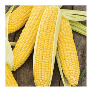 Maíz amarillo Natural para alimentación Animal, fabricante de Brasil de la mejor y mejor calidad, a precio asequible - Product Image 5