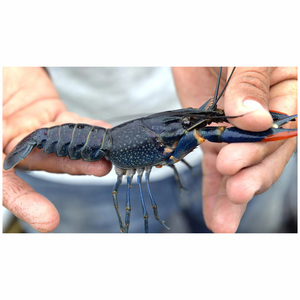 Vente en gros de queues de homard vivant/homard au meilleur prix pour l'exportation Offres Spéciales homard congelé de la plus haute qualité d'exportation - Product Image 2