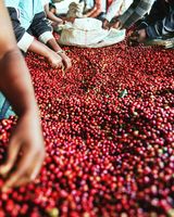 Grains de café vert robusta/arabica torréfiés de haute qualité Haricots verts du fournisseur fiable du Vietnam/ANNA DO VILACONIC
