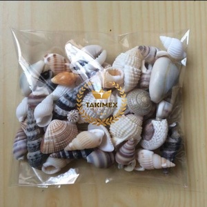 Gadpiparty Lot De 100 Coquillages Naturels Pour Décoration D