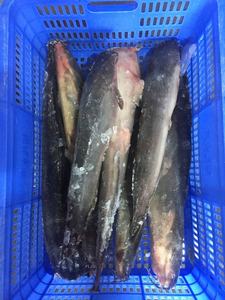 Bevroren Vis Chinese Meerval Groothandel Afrikaans Voedsel Hele Ronde Grote Maat Bevroren Meerval Kweek - Product Image 4