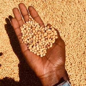 Premium Soybeans for Global Markets for <b>Animal</b> Feed <b>Oil</b> & Food Processing Available in Fresh and Dried Styles - Product Image 5