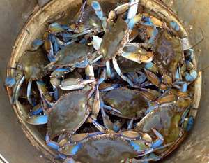 Venta al por mayor de patas de cangrejo real rojas frescas, congeladas, cortadas por la mitad, 100% carne, capturadas en el natural, stock de exportación - ¡Oferta especial! - Product Image 3