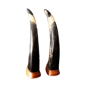 Par de cuerno de búfalo de alta calidad para arte de pared de estilo Animal decorativo para puerta de Montaña de la India - Product Image 2