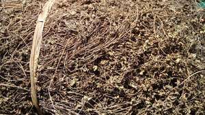 Feuilles de gelée d'herbe séchée du Vietnam Mesona Chinensis séchées au soleil propres et naturelles parfaites pour des desserts sains - Product Image 2