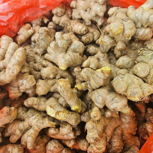 Raíz de jengibre fresco de Vietnam naturalmente rico en nutrientes perfecto para cocinar té y aplicaciones de hierbas - Product Image 6