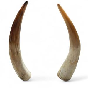 Corne à boire africaine magnifiquement polie de qualité supérieure pour corne de boeuf à la bière fabriquée par World Craft Impex India - Product Image 3