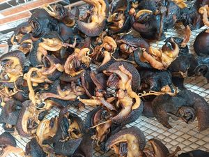 Venta al por mayor de caracoles secos de África limpiados y envasados al vacío