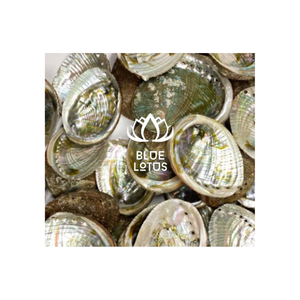 Shell listo para enviar las mejores artesanías únicas de concha de abulón Brice para la decoración del hogar y el jardín Shell Ablone coleccionistas y artistas - Product Image 1