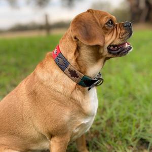 Collier de chien en cuir polo classique de luxe exclusif de Divine International Qualité supérieure Personnalisable et Durable - Product Image 5