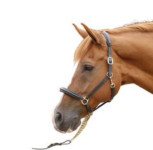 Comprar caballo ecuestre Halter Premium cuero genuino caballo montar Halter personalizar opción Tamaño diseño color pedido a granel precio bajo - Product Image 5