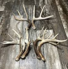 ชิ้นไม้เขากวางแดงคุณภาพสูง - Product Image 4