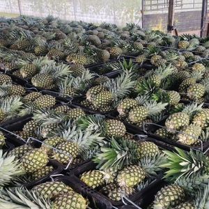 Piña Fresca 100% Natural de Granja, Precio al por Mayor, Exportación Fresca del Reino Unido - Product Image 2