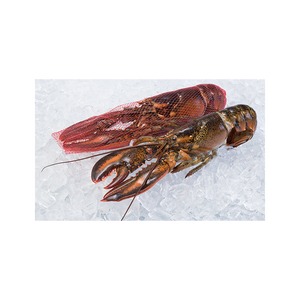 Langosta cruda entera al por mayor presentada en condiciones y tamaño de calidad de exportación - Product Image 1