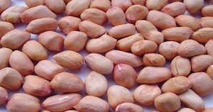 TJ Premium Quality Peanuts 100% Natural Fresh Superior Flavor Crunch Snacking Asado a granel Suministro al por mayor 38 unidades por onza - Product Image 2