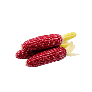 Maíz rojo de calidad de exportación para compradores globales en forma limpia y seca - Product Image 2