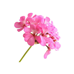 Huile essentielle de géranium de qualité supérieure pour l'aromathérapie et les soins de la peau - Product Image 3