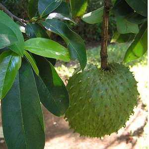 ใบทุเรียนเทศแห้ง: เครื่องเทศหอมธรรมชาติสำหรับการปรุงแต่งอย่างสร้างสรรค์ - Product Image 2