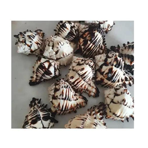 เปลือกหอยธรรมชาติสำหรับ99GD จากเวียดนามเปลือกหอยหอยนางรมธรรมชาติสำหรับงานฝีมือ - Product Image 3
