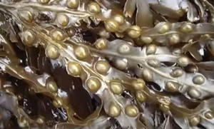 Extracto de Bladderwrack de alta calidad, suplemento de hierbas en polvo, solución de salud para adultos, no para mujeres embarazadas - Product Image 2