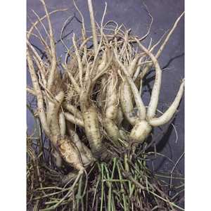 Bonnet de ginseng, planta natural antienvejecimiento, panax, vietnamita, ginseng salvaje, Akina, venta al por mayor - Product Image 5