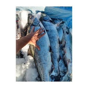 Salmón Atlántico Entero Congelado de Alta Calidad, Grado A, Bajo en Azúcar y Libre de Grasas Trans - Product Image 5