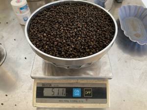 [Proveedor Confiable] Mejor Precio Pimienta Negra Seca 5mm 500 FAQ 500 MC 550 MC Certificada por ASTA Marca Agrikim Proveedor Confiable - Product Image 6