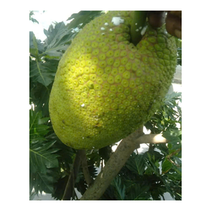 Trozos de fruta de Guanábana congelada con suavidad deliciosa y aroma suave para batidos, horneados y alimentos congelados - Product Image 4