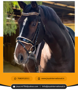 Lexandria-molde para el arroz, accesorio multifuncional - Product Image 6