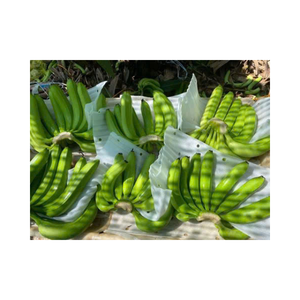 Неспелый зеленый банан, упакованный оптом, свежий сырой банан, идеально подходит для импортеров, готовят пищевые продукты для переработки или созревания и экспортных поставок - Product Image 6