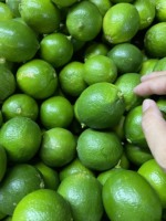VENTE EN GROS FRUIT CITRON FRAIS/LIME FRAIS/LIME SANS GRAINES FRUITS DU VIETNAM POUR L'EXPORTATION W/A: 0084909740687