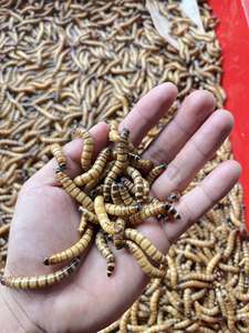 Best Price Dried Mealworms and BSF Larvae Animal Feed Supply From Vietnam Exporter - Product Image 4