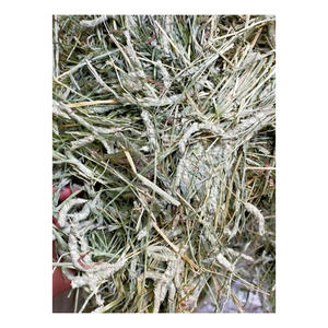 Foin de Timothy Hay EN BALLES, FOIN DE TIMOTHY ET GRANULES DE FOIN D'ALFAFA À VENDRE LUCERNE Timothy Hay POUR L'ALIMENTATION DES ANIMAUX - Product Image 3