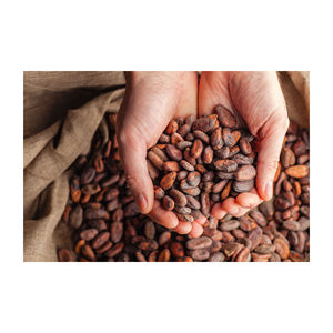 Granos de cacao Ariba Granos de cacao Cacao crudo seco Granos de cacao fermentados - Product Image 3