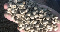 Granos de café verde al por mayor: exportador líder de Vietnam de Arábica orgánica premium y robusta con prácticas sostenibles