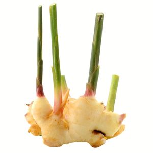 Raíz de Galangal Fresca Premium para Uso Culinario - Product Image 5