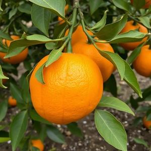 El mejor mercado para naranjas Juicy Orange Fresh Citrus Fruit Lleno de nutrición para comer y disfrutar - Product Image 3