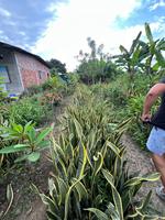Planta Sansevieria Lengua de Suegra Ecuatoriana, 1 Año de Vida Útil, Huertos Ecuador, 1 Unidad para Uso Interior y Exterior