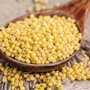 GRANO DE MIJO DE ALTA CALIDAD 100% PRECIO DE EXPORTACIÓN A GRANEL DE GRANO ENTERO PURO - Product Image 3