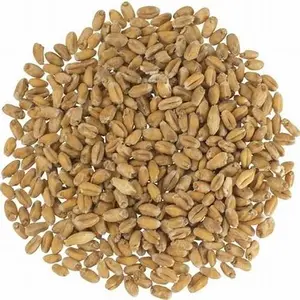 Best Quality Soft and Hard Wheat Grains / Premium Quality Soft Milling Wheat 100% Pure High Quality Wheat, At Low Price