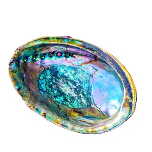 Prix de gros pour les collectionneurs exigeants: Vente chaude de coquillages vietnamiens Abanlone Natural Paua Shell De nombreux types de coquillages - Product Image 4