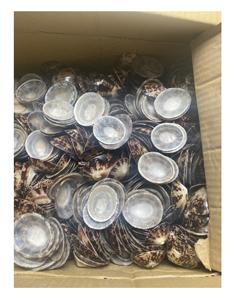 Concha de mar de Lapa pulida al mejor precio para vender del proveedor de Vietnam, cuentas de concha de mar/concha pulida de lactancia - Product Image 5