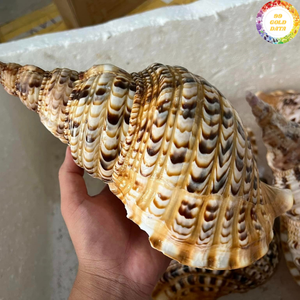 Trompette artistique Triton en coquillage, origine Vietnam, fabriquée à partir de coquillages polis pour la décoration intérieure - Product Image 5