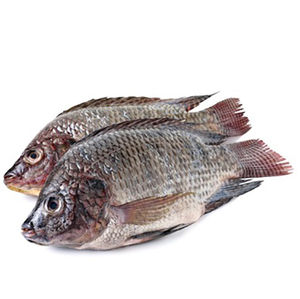 Fresh Tilapia Tilapia <b>Fish</b> Buyer Frozen <b>Fish</b> Fresh Tilapia Supplier - Product Image 4